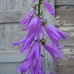 FuturePlanter Alle Pflanzen Im Shop Acker-Glockenblume (Campanula Rapunculoides) 10 FuturePlanter Alle Pflanzen Im Shop Acker-Glockenblume (Campanula Rapunculoides)