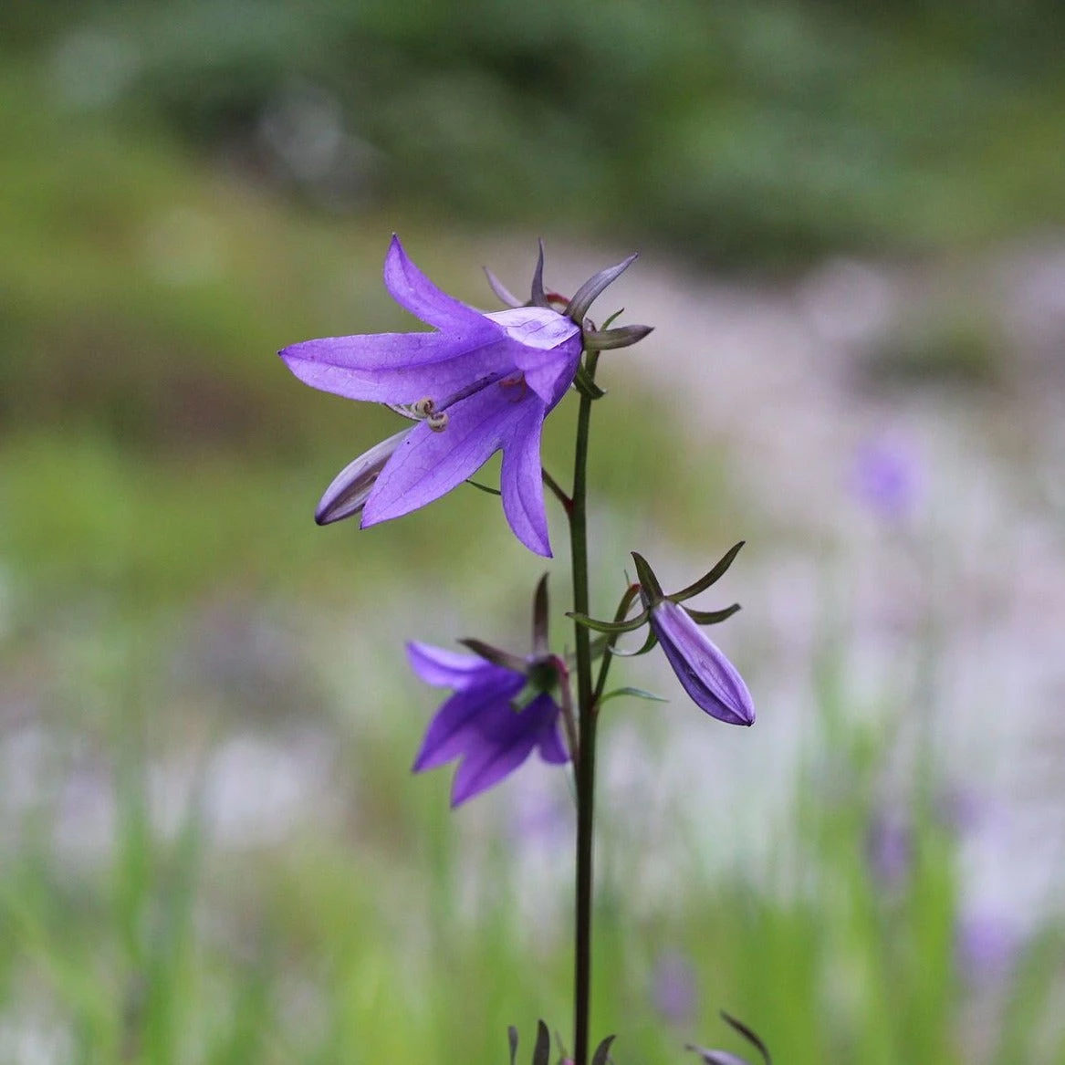FuturePlanter Alle Pflanzen Im Shop Acker-Glockenblume (Campanula Rapunculoides) 7 FuturePlanter Alle Pflanzen Im Shop Acker-Glockenblume (Campanula Rapunculoides)