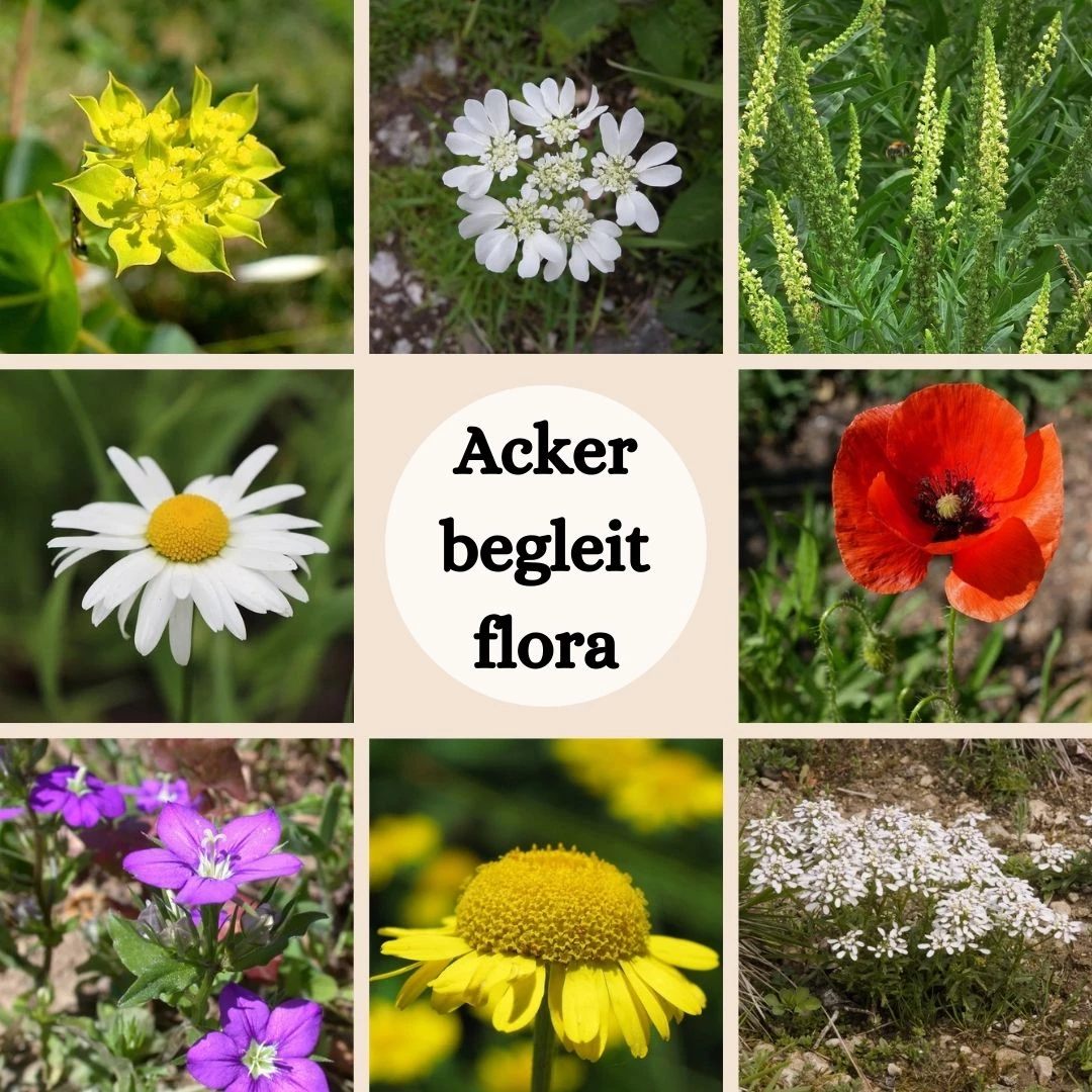 FuturePlanter "Ackerbegleitflora"-Set Alle Pflanzen Im Shop 1 FuturePlanter "Ackerbegleitflora"-Set Alle Pflanzen Im Shop