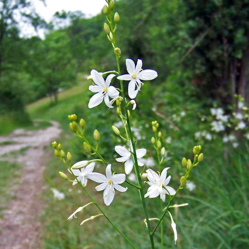 FuturePlanter Ästige Graslilie (Anthericum Ramosum) 8 FuturePlanter Ästige Graslilie (Anthericum Ramosum)