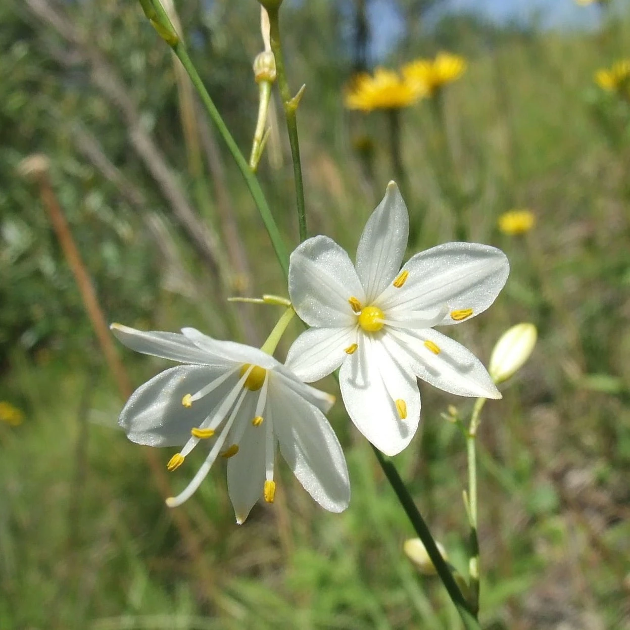 FuturePlanter Ästige Graslilie (Anthericum Ramosum) 7 FuturePlanter Ästige Graslilie (Anthericum Ramosum)