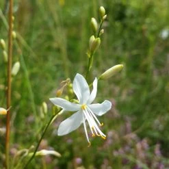 FuturePlanter Ästige Graslilie (Anthericum Ramosum) 13 FuturePlanter Ästige Graslilie (Anthericum Ramosum)