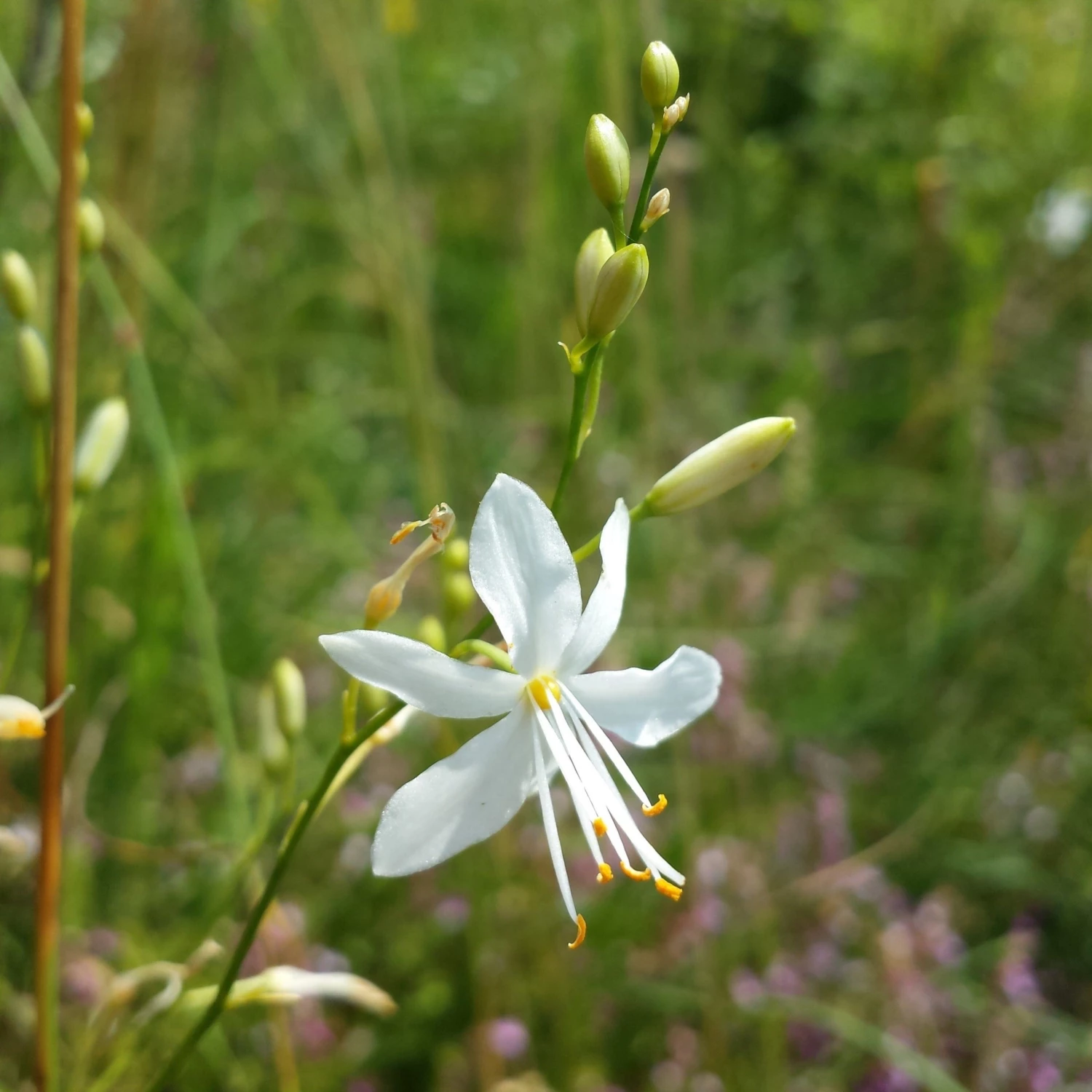 FuturePlanter Ästige Graslilie (Anthericum Ramosum) 6 FuturePlanter Ästige Graslilie (Anthericum Ramosum)