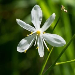 FuturePlanter Ästige Graslilie (Anthericum Ramosum)