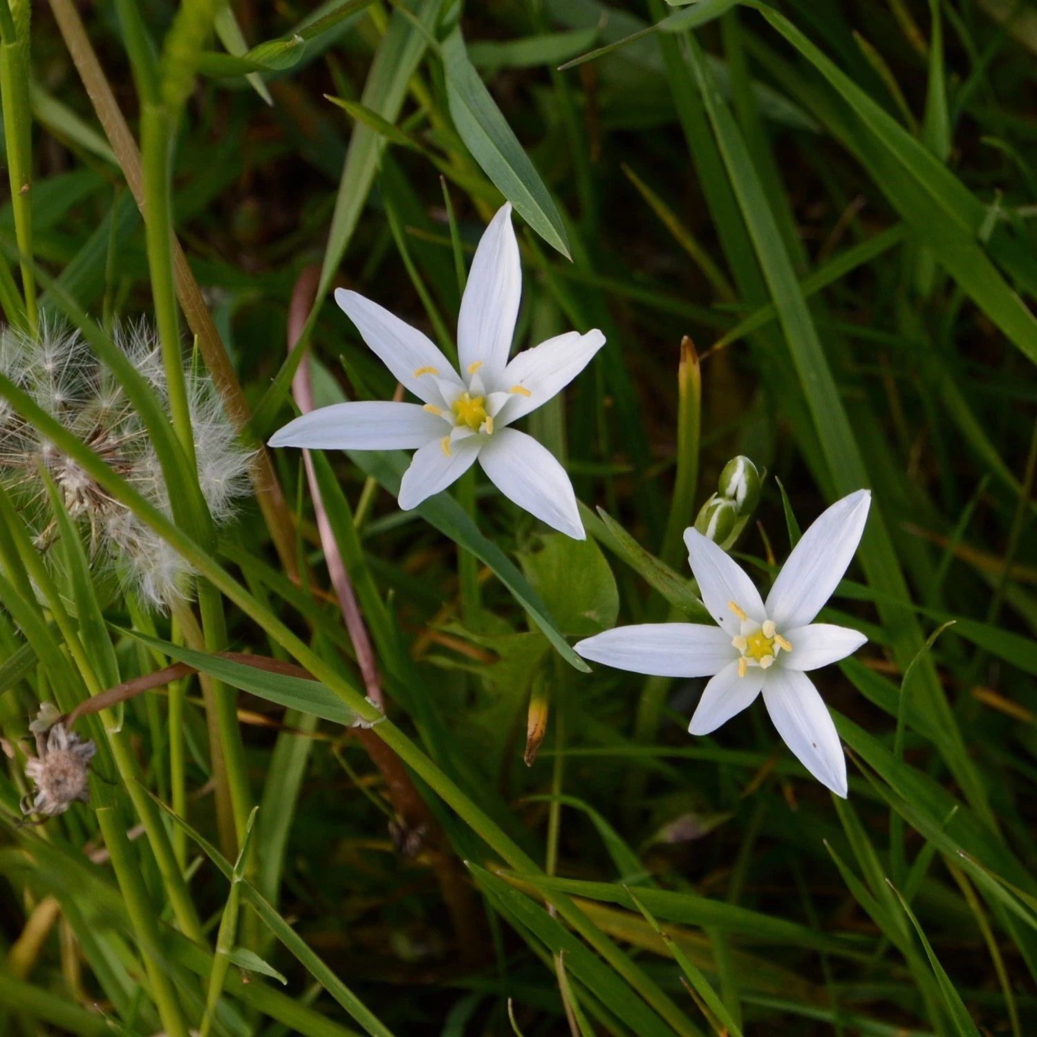 FuturePlanter Ästige Graslilie (Anthericum Ramosum) 4 FuturePlanter Ästige Graslilie (Anthericum Ramosum)