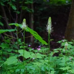 FuturePlanter Alle Pflanzen Im Shop Ährige Rapunzel (Phyteuma Spicatum) 13 FuturePlanter Alle Pflanzen Im Shop Ährige Rapunzel (Phyteuma Spicatum)