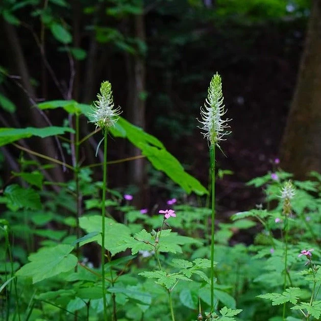 FuturePlanter Alle Pflanzen Im Shop Ährige Rapunzel (Phyteuma Spicatum) 7 FuturePlanter Alle Pflanzen Im Shop Ährige Rapunzel (Phyteuma Spicatum)