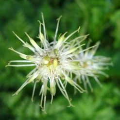 FuturePlanter Alle Pflanzen Im Shop Ährige Rapunzel (Phyteuma Spicatum) 10 FuturePlanter Alle Pflanzen Im Shop Ährige Rapunzel (Phyteuma Spicatum)