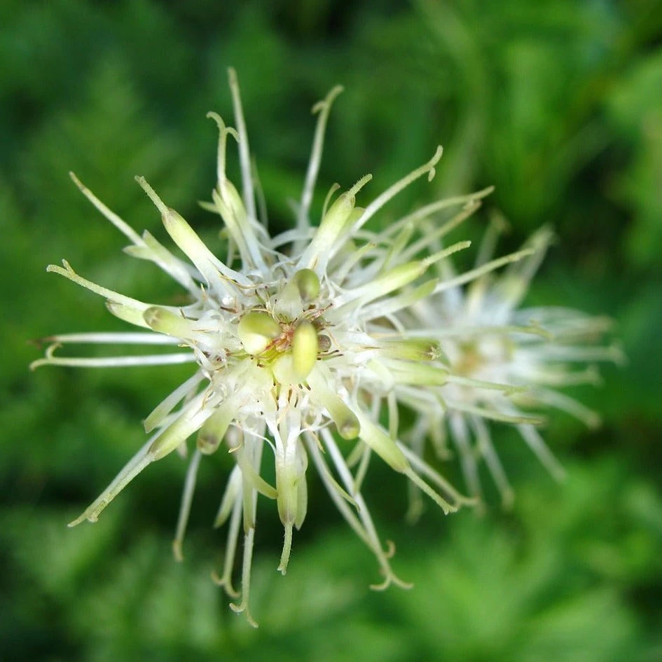 FuturePlanter Alle Pflanzen Im Shop Ährige Rapunzel (Phyteuma Spicatum) 4 FuturePlanter Alle Pflanzen Im Shop Ährige Rapunzel (Phyteuma Spicatum)