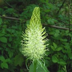 FuturePlanter Alle Pflanzen Im Shop Ährige Rapunzel (Phyteuma Spicatum) 12 FuturePlanter Alle Pflanzen Im Shop Ährige Rapunzel (Phyteuma Spicatum)