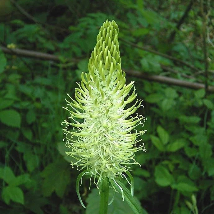 FuturePlanter Alle Pflanzen Im Shop Ährige Rapunzel (Phyteuma Spicatum) 6 FuturePlanter Alle Pflanzen Im Shop Ährige Rapunzel (Phyteuma Spicatum)