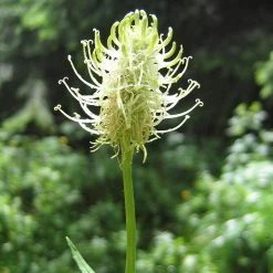 FuturePlanter Alle Pflanzen Im Shop Ährige Rapunzel (Phyteuma Spicatum) 11 FuturePlanter Alle Pflanzen Im Shop Ährige Rapunzel (Phyteuma Spicatum)