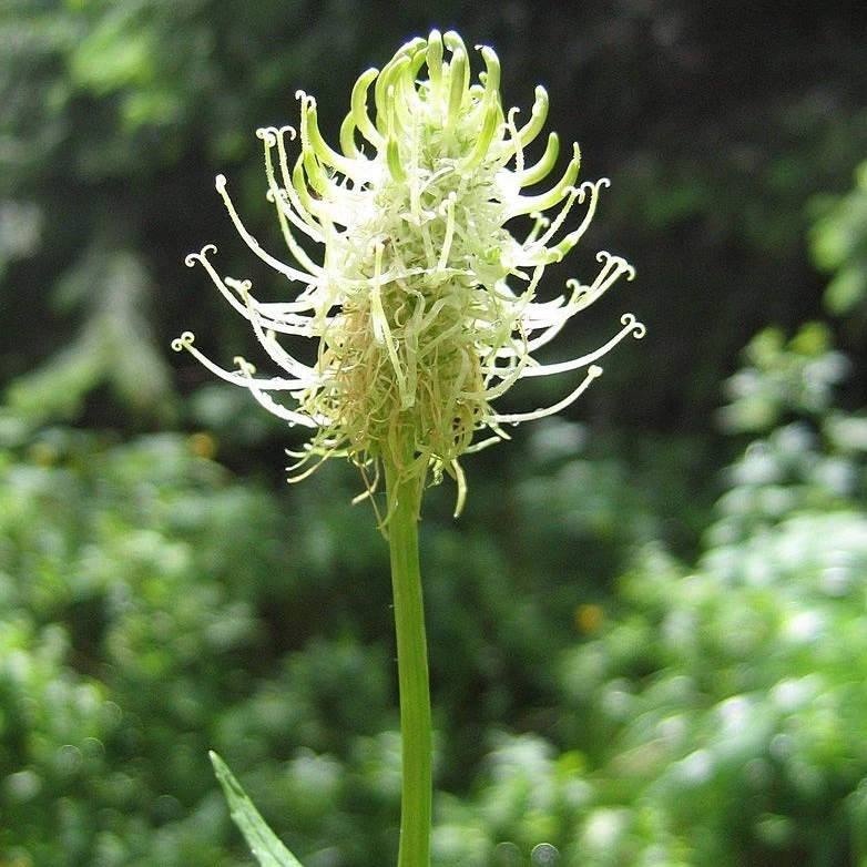 FuturePlanter Alle Pflanzen Im Shop Ährige Rapunzel (Phyteuma Spicatum) 5 FuturePlanter Alle Pflanzen Im Shop Ährige Rapunzel (Phyteuma Spicatum)
