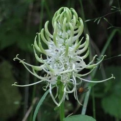 FuturePlanter Alle Pflanzen Im Shop Ährige Rapunzel (Phyteuma Spicatum) 9 FuturePlanter Alle Pflanzen Im Shop Ährige Rapunzel (Phyteuma Spicatum)