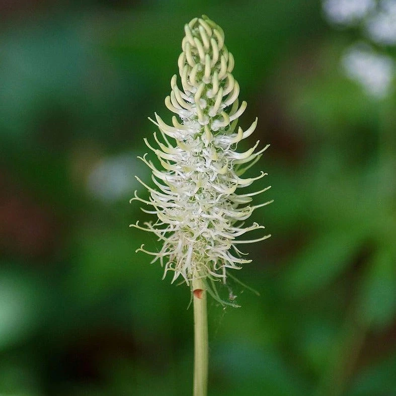FuturePlanter Alle Pflanzen Im Shop Ährige Rapunzel (Phyteuma Spicatum) 2 FuturePlanter Alle Pflanzen Im Shop Ährige Rapunzel (Phyteuma Spicatum)