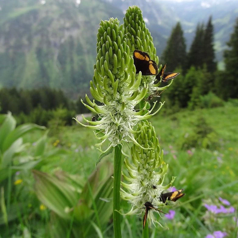 FuturePlanter Alle Pflanzen Im Shop Ährige Rapunzel (Phyteuma Spicatum) 1 FuturePlanter Alle Pflanzen Im Shop Ährige Rapunzel (Phyteuma Spicatum)