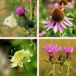 FuturePlanter "All You Can Pflanz" Stauden-Set