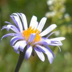 FuturePlanter Alpen-Aster (Aster Alpinus) 10 FuturePlanter Alpen-Aster (Aster Alpinus)