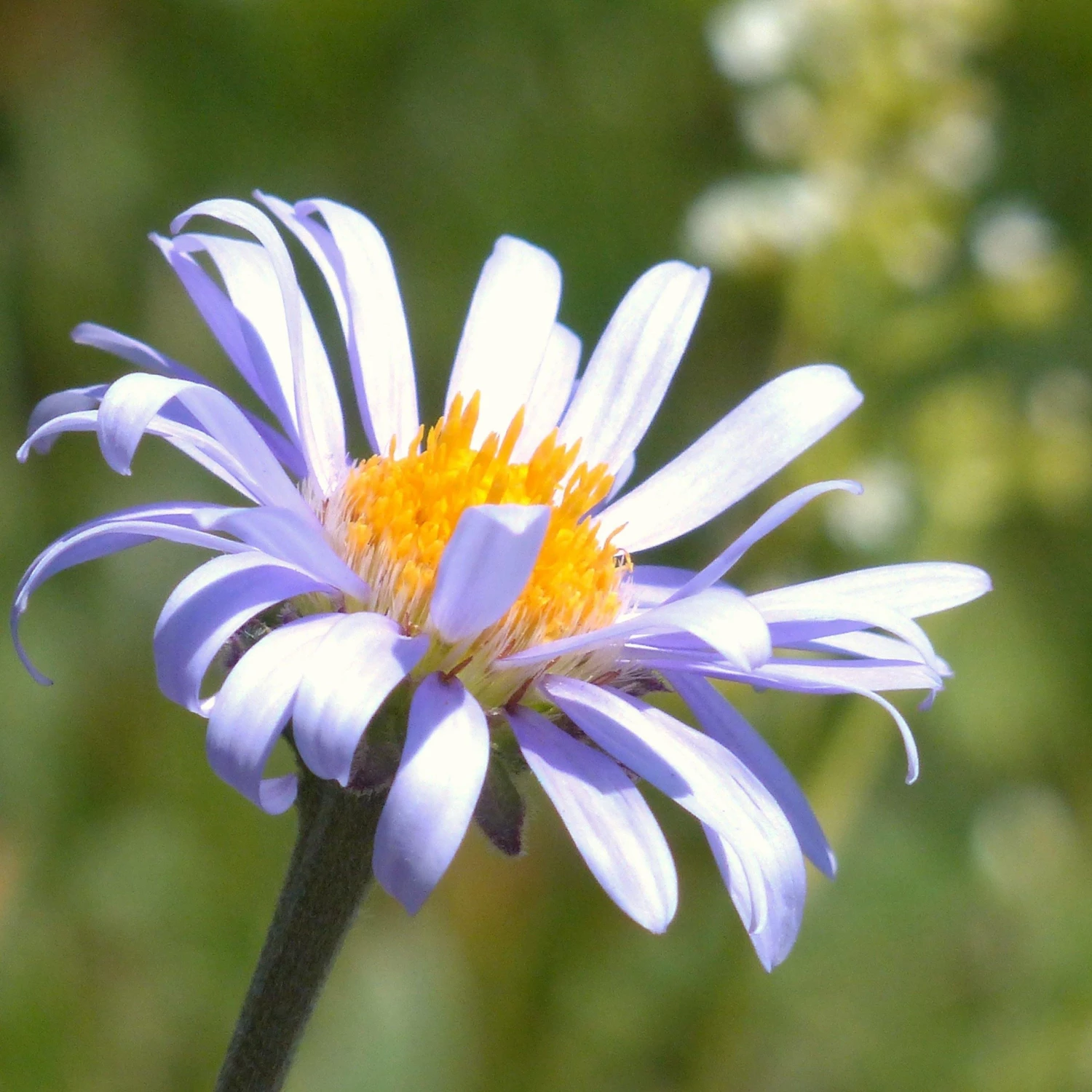 FuturePlanter Alpen-Aster (Aster Alpinus) 3 FuturePlanter Alpen-Aster (Aster Alpinus)