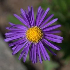 FuturePlanter Alpen-Aster (Aster Alpinus)