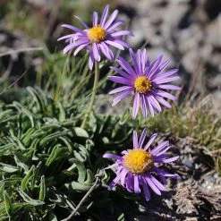FuturePlanter Alpen-Aster (Aster Alpinus)