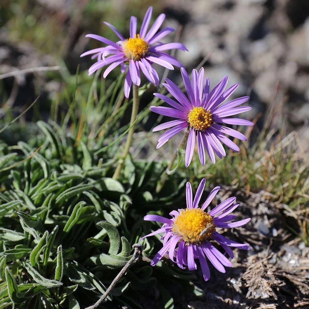 FuturePlanter Alpen-Aster (Aster Alpinus) 1 FuturePlanter Alpen-Aster (Aster Alpinus)