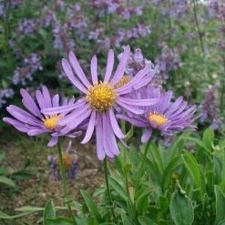FuturePlanter Alpen-Aster (Aster Alpinus) 13 FuturePlanter Alpen-Aster (Aster Alpinus)