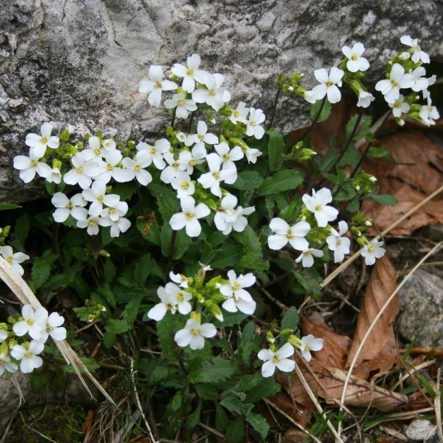 FuturePlanter Alpen-Gänsekresse (Arabis Alpina) Alle Pflanzen Im Shop 4 FuturePlanter Alpen-Gänsekresse (Arabis Alpina) Alle Pflanzen Im Shop