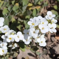 FuturePlanter Alpen-Gänsekresse (Arabis Alpina) Alle Pflanzen Im Shop