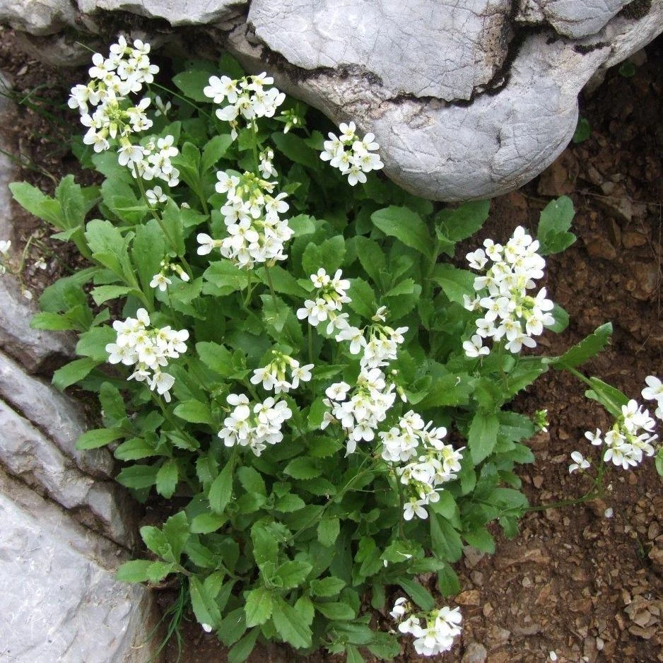 FuturePlanter Alpen-Gänsekresse (Arabis Alpina) Alle Pflanzen Im Shop 6 FuturePlanter Alpen-Gänsekresse (Arabis Alpina) Alle Pflanzen Im Shop