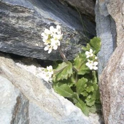 FuturePlanter Alpen-Gänsekresse (Arabis Alpina) Alle Pflanzen Im Shop 12 FuturePlanter Alpen-Gänsekresse (Arabis Alpina) Alle Pflanzen Im Shop