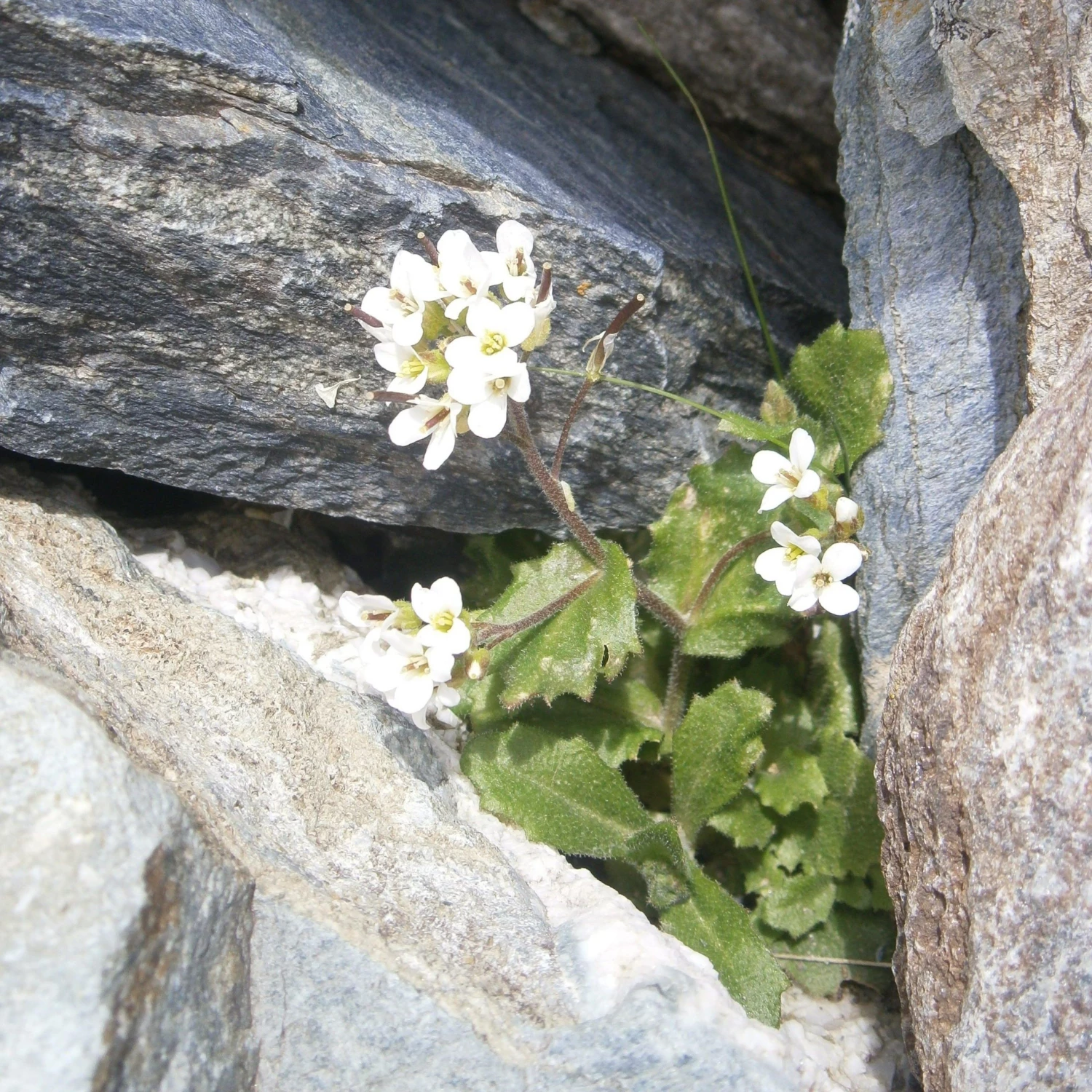 FuturePlanter Alpen-Gänsekresse (Arabis Alpina) Alle Pflanzen Im Shop 5 FuturePlanter Alpen-Gänsekresse (Arabis Alpina) Alle Pflanzen Im Shop