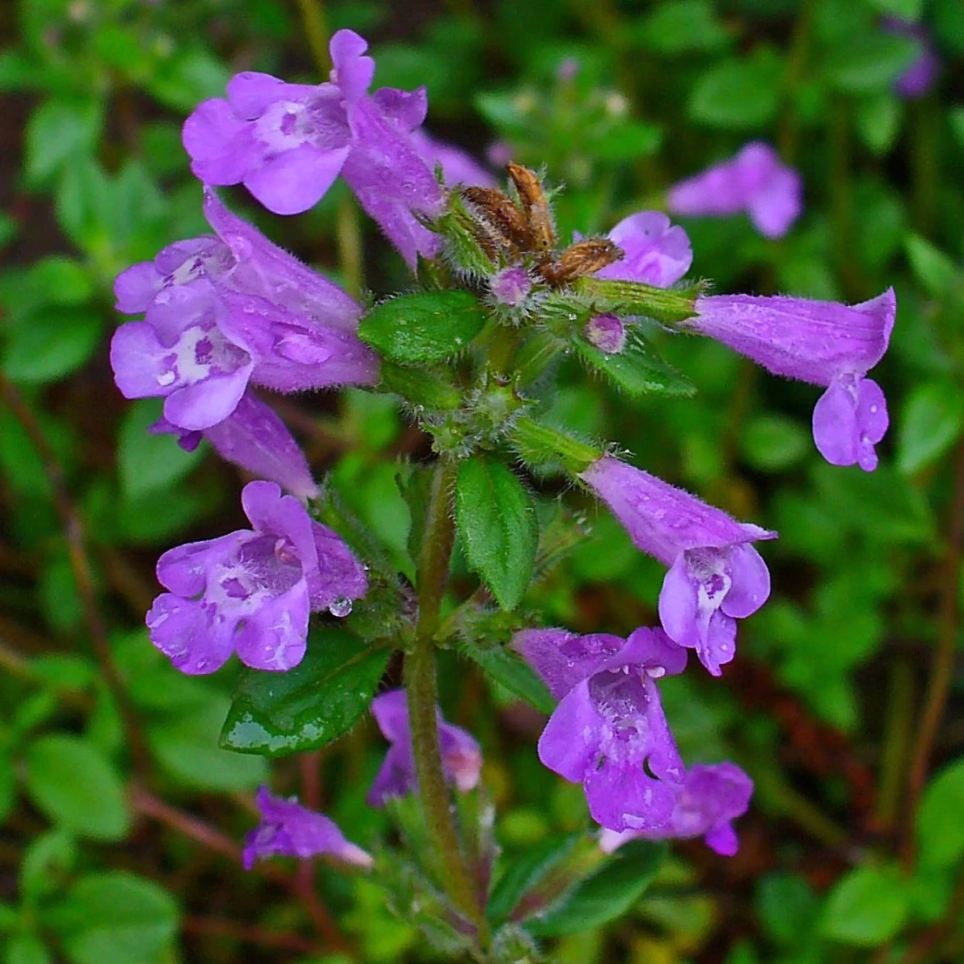 FuturePlanter Alpen-Steinquendel (Acinos Alpinus) Alle Pflanzen Im Shop 5 FuturePlanter Alpen-Steinquendel (Acinos Alpinus) Alle Pflanzen Im Shop