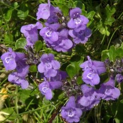 FuturePlanter Alpen-Steinquendel (Acinos Alpinus) Alle Pflanzen Im Shop 14 FuturePlanter Alpen-Steinquendel (Acinos Alpinus) Alle Pflanzen Im Shop