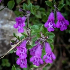 FuturePlanter Alpen-Steinquendel (Acinos Alpinus) Alle Pflanzen Im Shop 11 FuturePlanter Alpen-Steinquendel (Acinos Alpinus) Alle Pflanzen Im Shop