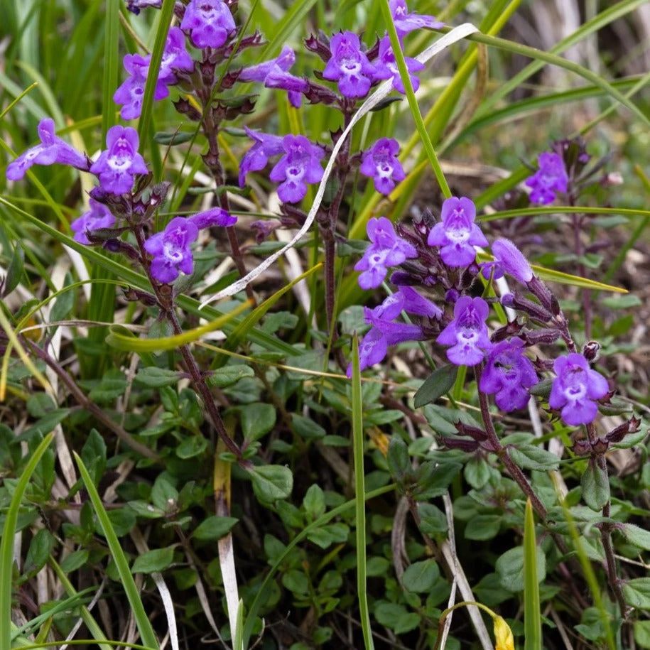 FuturePlanter Alpen-Steinquendel (Acinos Alpinus) Alle Pflanzen Im Shop 6 FuturePlanter Alpen-Steinquendel (Acinos Alpinus) Alle Pflanzen Im Shop