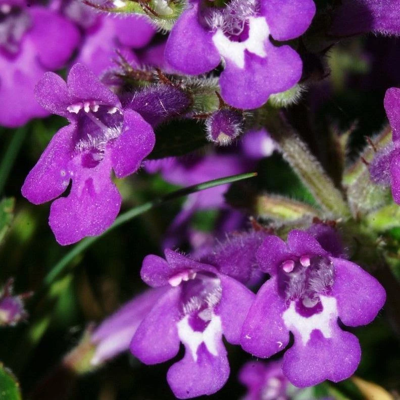 FuturePlanter Alpen-Steinquendel (Acinos Alpinus) Alle Pflanzen Im Shop 3 FuturePlanter Alpen-Steinquendel (Acinos Alpinus) Alle Pflanzen Im Shop