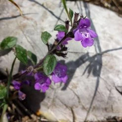 FuturePlanter Alpen-Steinquendel (Acinos Alpinus) Alle Pflanzen Im Shop 15 FuturePlanter Alpen-Steinquendel (Acinos Alpinus) Alle Pflanzen Im Shop
