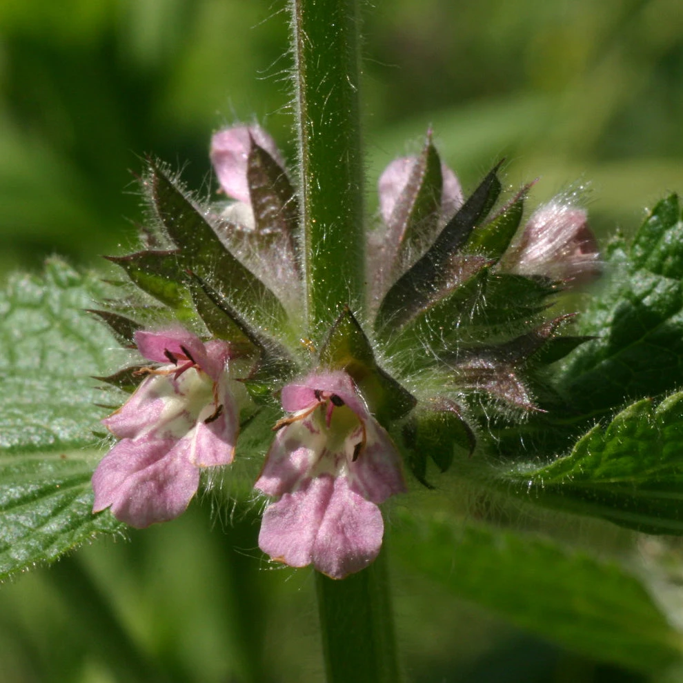 FuturePlanter Alpen-Ziest (Stachys Alpina) 2 FuturePlanter Alpen-Ziest (Stachys Alpina)