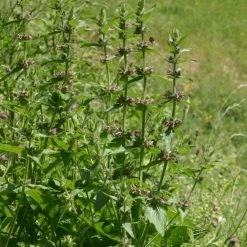 FuturePlanter Alpen-Ziest (Stachys Alpina) 13 FuturePlanter Alpen-Ziest (Stachys Alpina)
