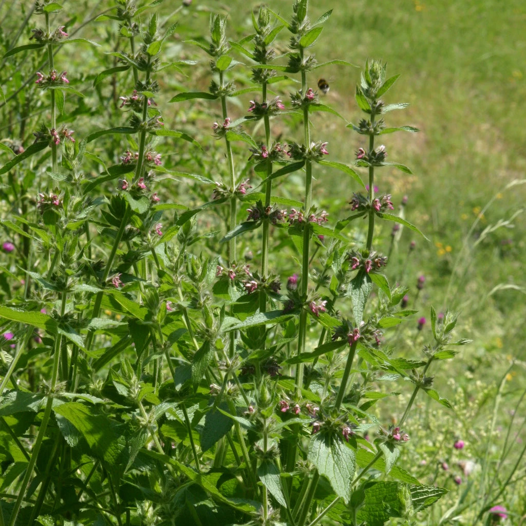 FuturePlanter Alpen-Ziest (Stachys Alpina) 6 FuturePlanter Alpen-Ziest (Stachys Alpina)