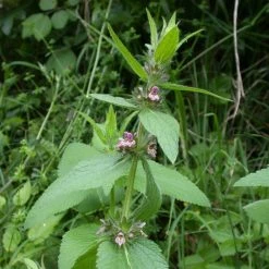 FuturePlanter Alpen-Ziest (Stachys Alpina) 14 FuturePlanter Alpen-Ziest (Stachys Alpina)