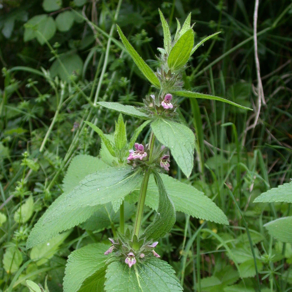 FuturePlanter Alpen-Ziest (Stachys Alpina) 7 FuturePlanter Alpen-Ziest (Stachys Alpina)