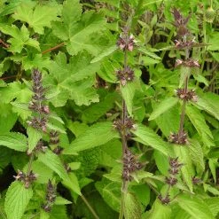 FuturePlanter Alpen-Ziest (Stachys Alpina) 15 FuturePlanter Alpen-Ziest (Stachys Alpina)
