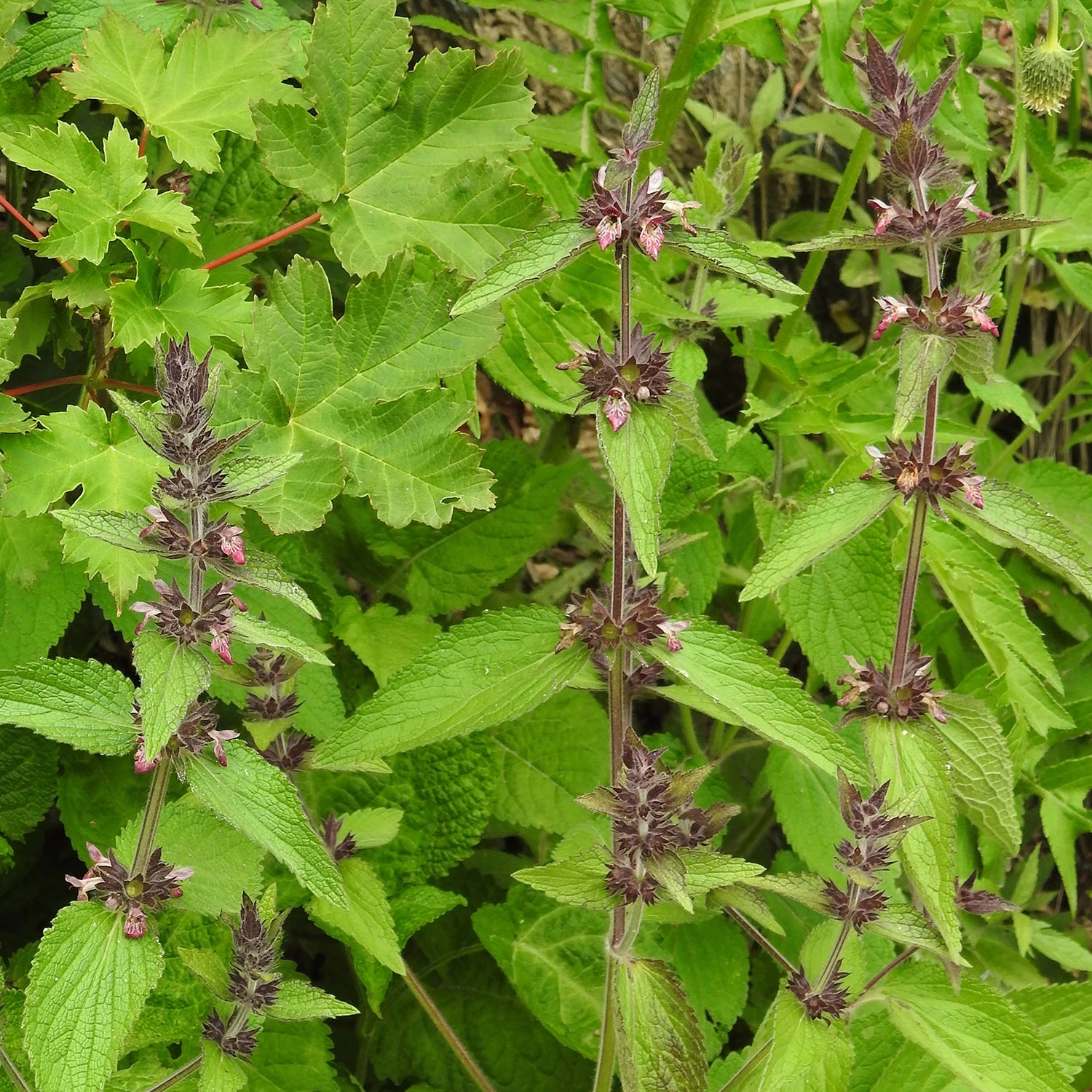 FuturePlanter Alpen-Ziest (Stachys Alpina) 8 FuturePlanter Alpen-Ziest (Stachys Alpina)