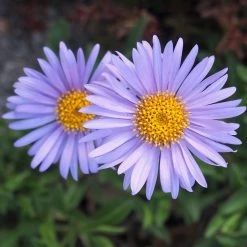 FuturePlanter Alpen-Aster (Aster Alpinus) 14 FuturePlanter Alpen-Aster (Aster Alpinus)