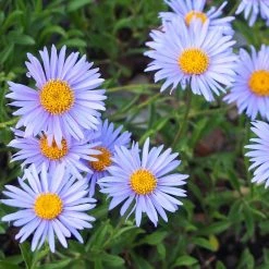 FuturePlanter Alpen-Aster (Aster Alpinus) 15 FuturePlanter Alpen-Aster (Aster Alpinus)