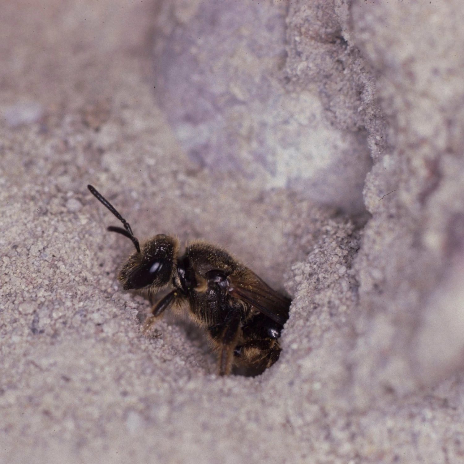 FuturePlanter Wildbienensand 1 FuturePlanter Wildbienensand