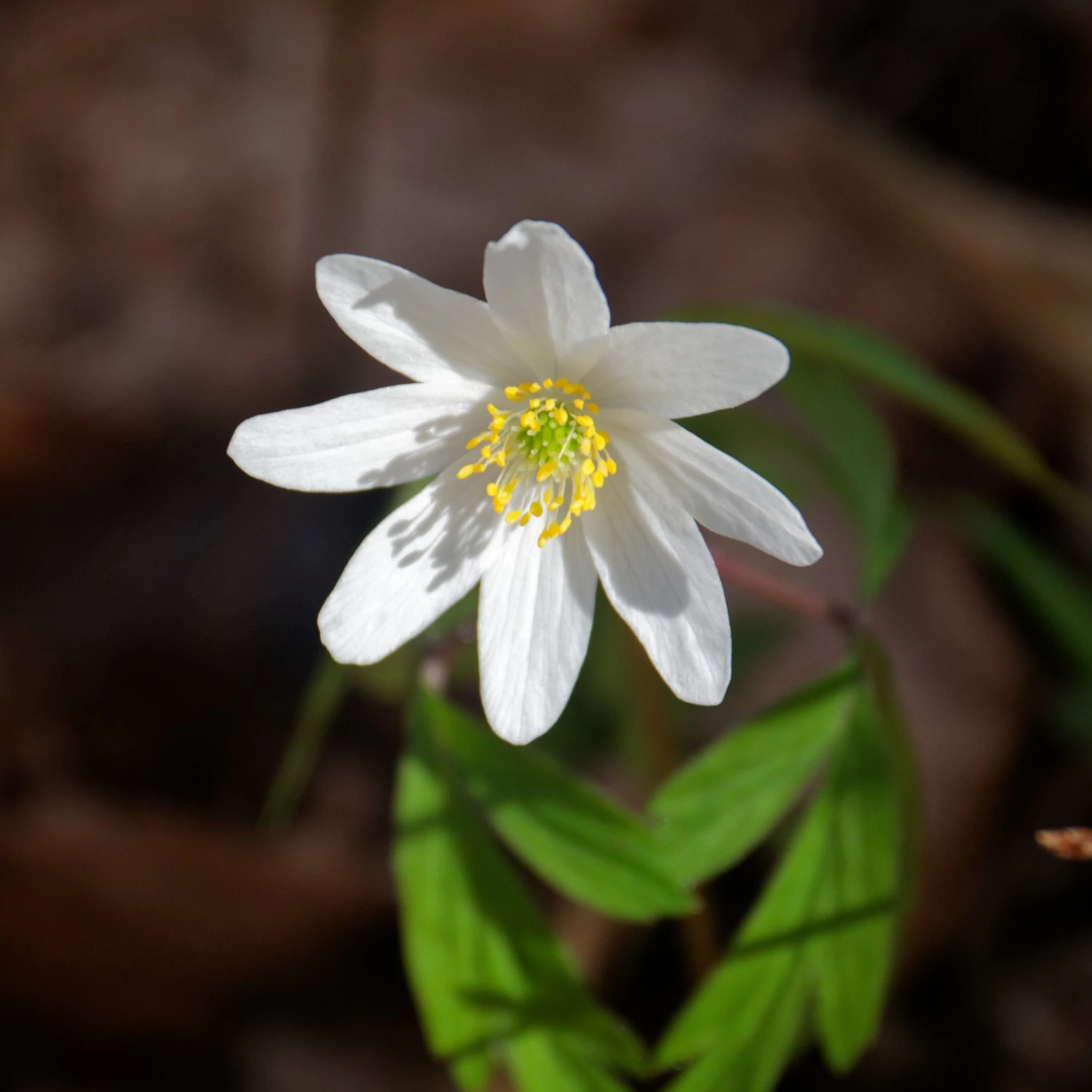 FuturePlanter Buschwindröschen (Anemone Nemorosa) 5 FuturePlanter Buschwindröschen (Anemone Nemorosa)