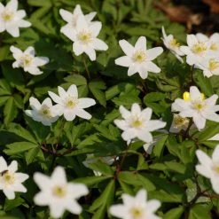 FuturePlanter Buschwindröschen (Anemone Nemorosa) 15 FuturePlanter Buschwindröschen (Anemone Nemorosa)